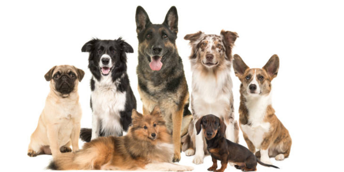 Top 5 Large Dog Breeds Ideal for Pet Ownership