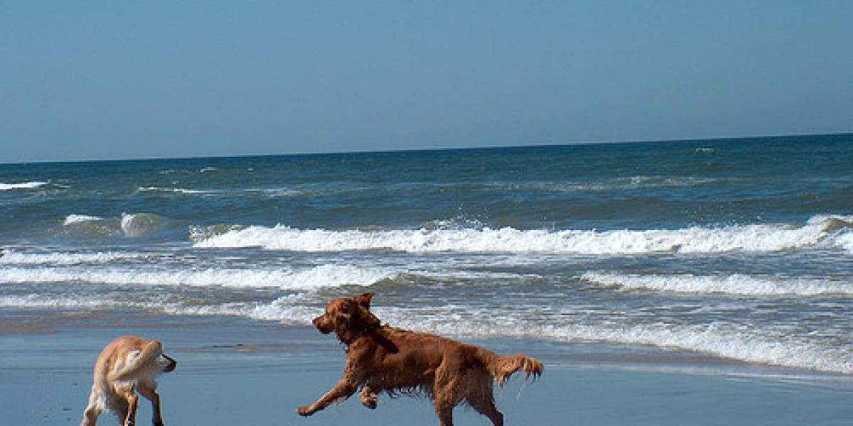 Pet Friendly Beach Houses North Myrtle Beach  Are Wonderful From Many Perspectives