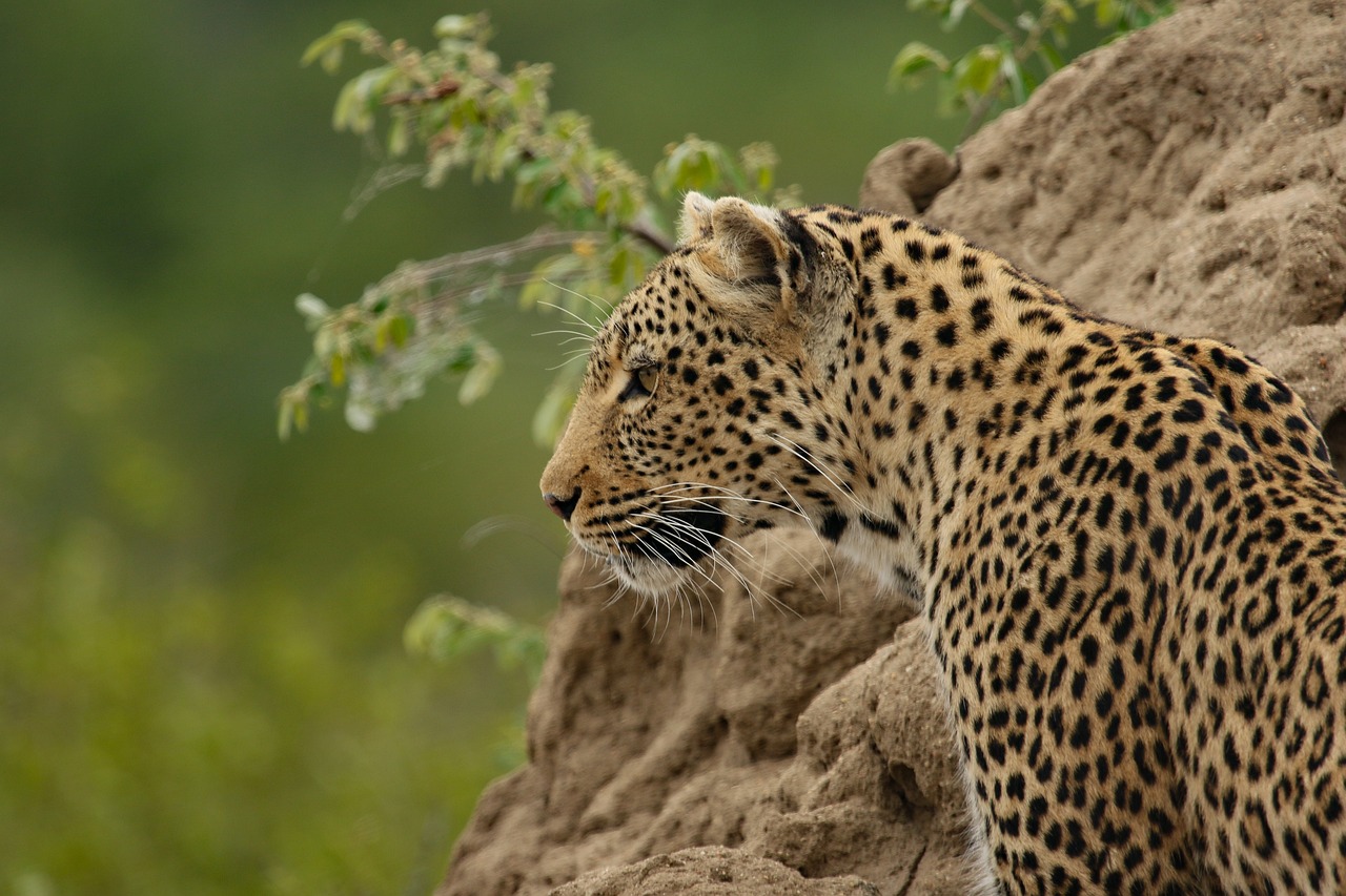 Jhalana Leopard Safari Park, Safari Ticket Book Online