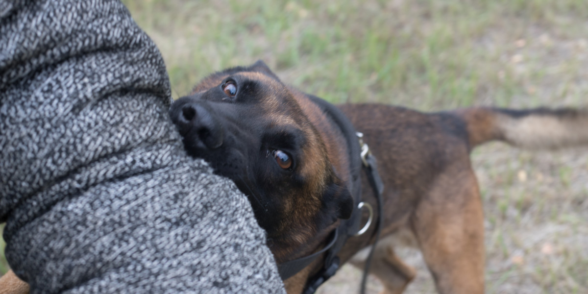 Securing Compensation for Dog Bite Injuries with an Experienced Attorney