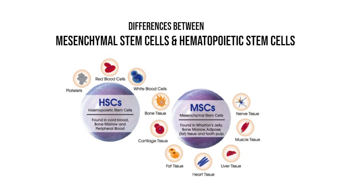 Differences between Mesenchymal Stem Cells & Hematopoietic Stem Cells