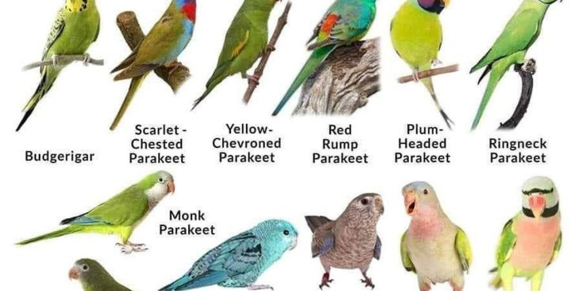 A Comprehensive Guide On Types of Parrots in India