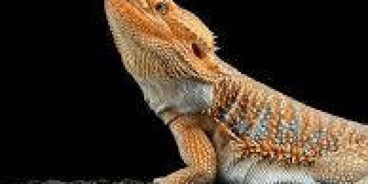 Are Bearded dragon venomous?