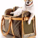 Dog carrier Profile Picture