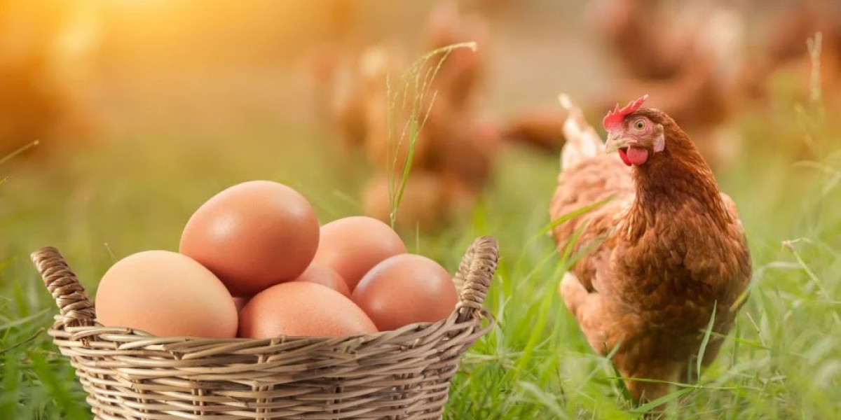 Egg Wholesale Price in Namakkal | SriSelvalakshmi Feeds and Farms