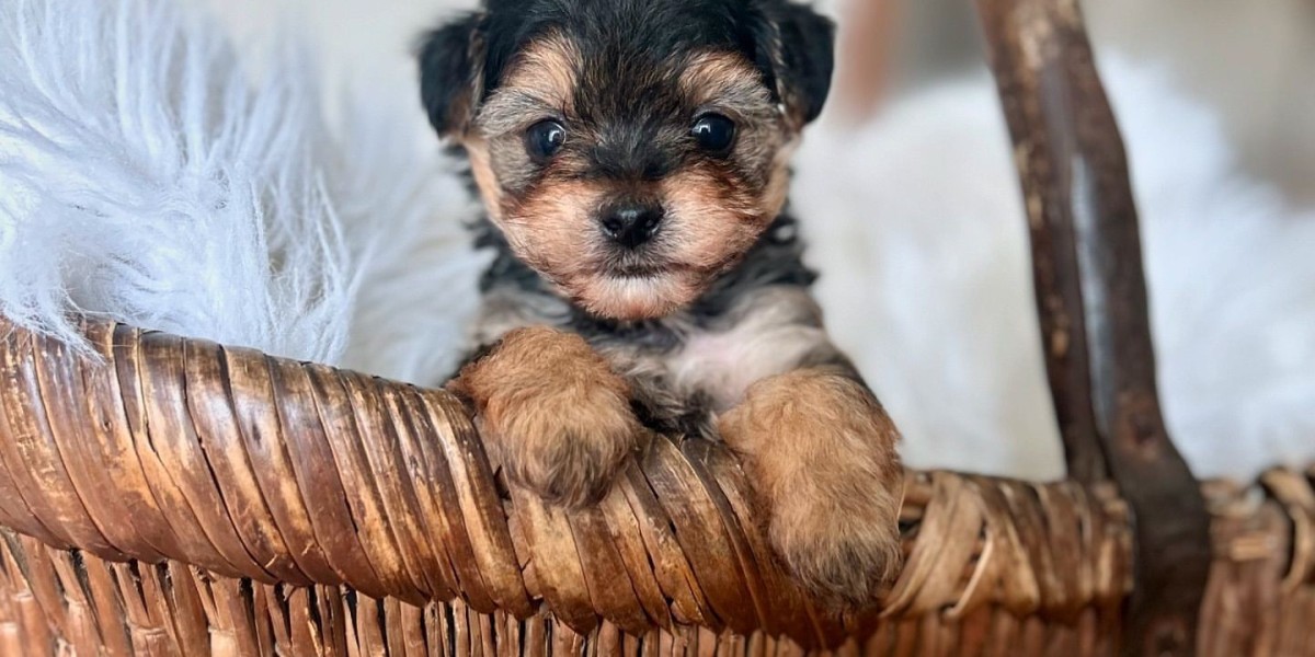 Yorkshire Terrier Rassehunde: Ein Komplettes Handbuch für Hundebegeisterte